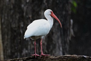 Ibis, White, 2015-01212052b Corkscrew Swamp Sanctuary, FL